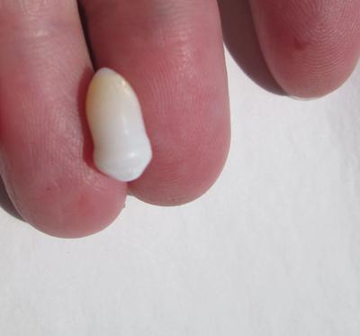 4 carat Clam Pearl with Flame 12mm Yellow and White