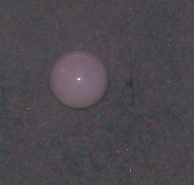 4.34 carat Quahog pearl - top