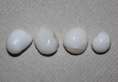4 Clam Pearls - 46 carats total
