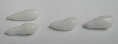 4 Clam Pearls Drop Shaped