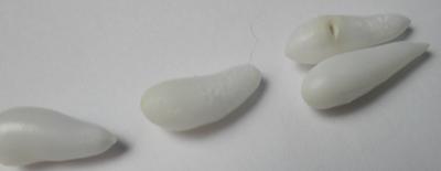 4 Clam Pearls Drop Shaped