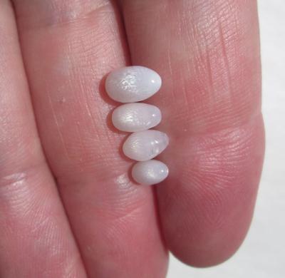 4 Full Flame Clam Pearl Oval Shaped 