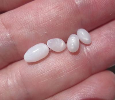 4 Full Flame Clam Pearl Oval Shaped 