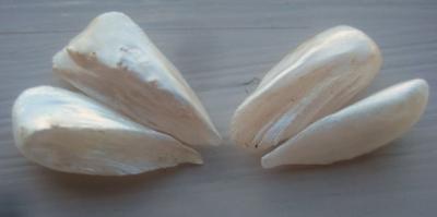 4 Natural USA Pearls - Spike / Wing Shape