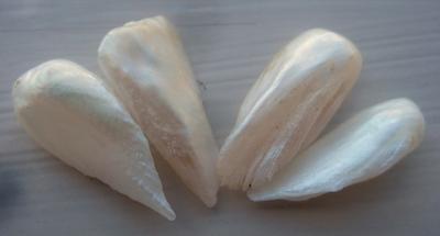 4 Natural USA Pearls - Spike / Wing Shape