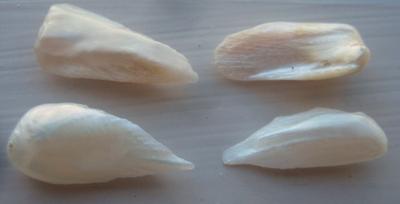 4 Natural USA Pearls - Spike / Wing Shape