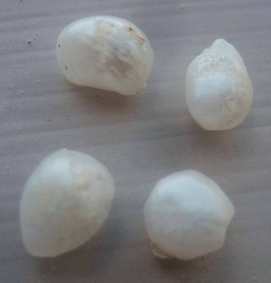 4 Pearls - Natural USA Freshwater