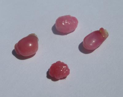 4 Small Pink Conch Pearls 2.89 carats