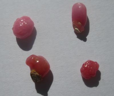 4 Small Pink Conch Pearls 2.89 carats