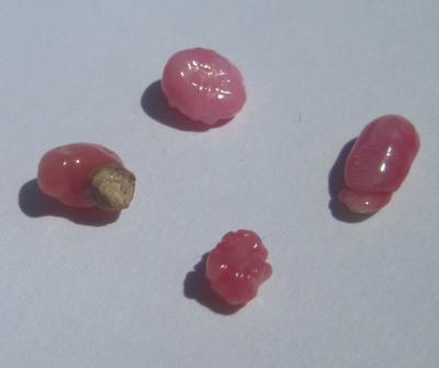 4 Small Pink Conch Pearls 2.89 carats