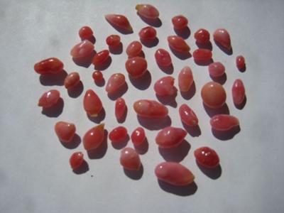 34 carats in group of 40 Conch Pink Pearls