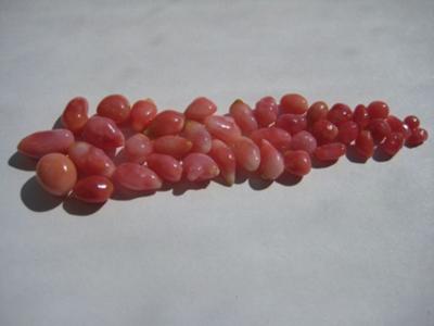 34 carats in group of 40 Conch Pink Pearls