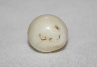 41.6ct Clam Pearl