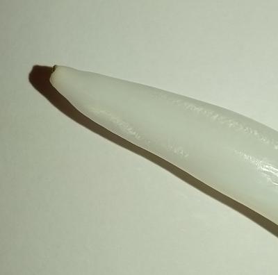 42 ct 2+ Inches Elongated Clam Pearl with Flame