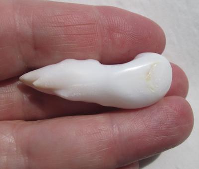 45 Carat Baroque Drop Shape Clam Pearl