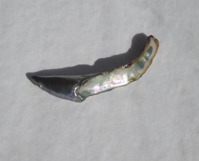 49mm Abalone Pearl 13 carats