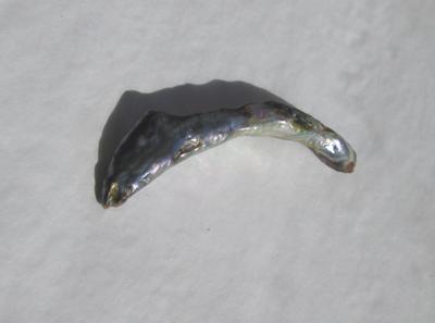 49mm Abalone Pearl 13 carats