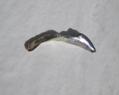 49mm Abalone Pearl 13 carats