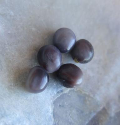 5 Blue Mussel Pearls 2+ carats Total 4mm