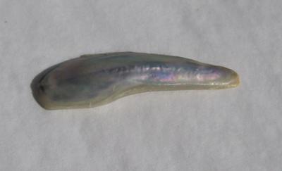 5 carat Abalone Pearl Whitish Iridescence