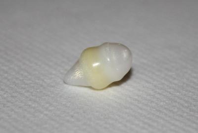 5.9 carat Clam Pearl