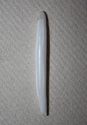 5.65 ct Elongated Clam Pearl