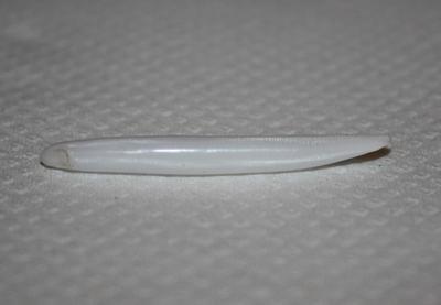 5.65 ct Elongated Clam Pearl