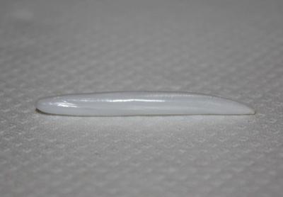 5.65 ct Elongated Clam Pearl