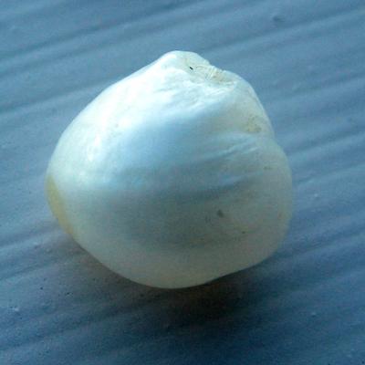 5.5 carat Natural USA Freshwater Pearl