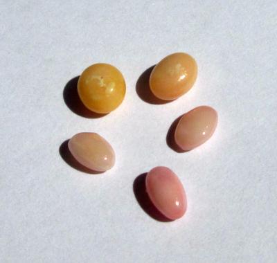 5 Conch Pearls Pastel Colors Oval Shape 3+ carats Total