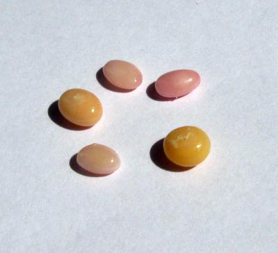 5 Conch Pearls Pastel Colors Oval Shape 3+ carats Total