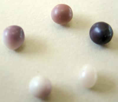 5 natural pearls from blue mussel