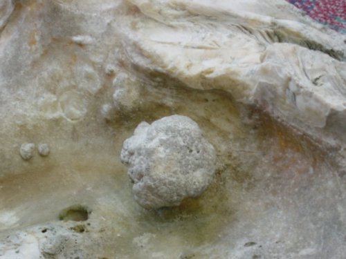 Unusual Pearl Diogelocas Pearl