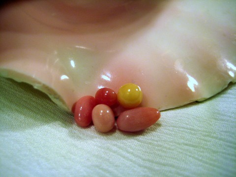 Conch Pearls Photo 5 Conch Pearls Photo