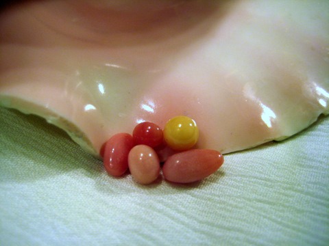 5 Conch Pearls Photo