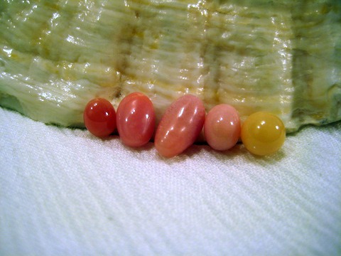5 Conch Pearls 5 Conch Pearls