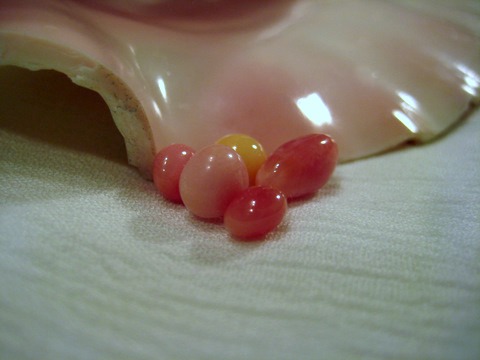 5 Conch Pearls in shell 5 Conch Pearls in shell