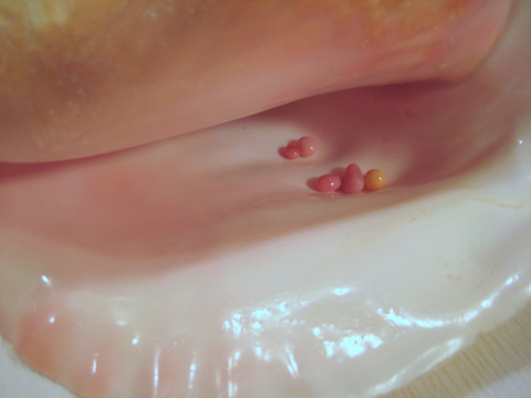 5 Conch Pearls 5 Conch Pearls