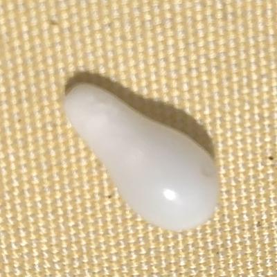 5ct Drop Clam pearl with Flame