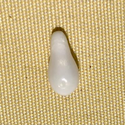 5ct Drop Clam pearl with Flame