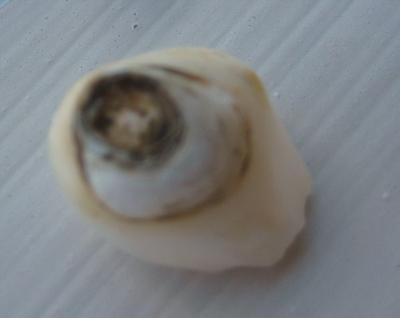 6.8 carat Natural USA Pearl