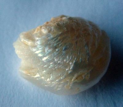 6.8 carat Natural USA Freshwater Pearl