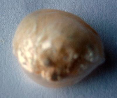 6.8 carat Natural USA Freshwater Pearl