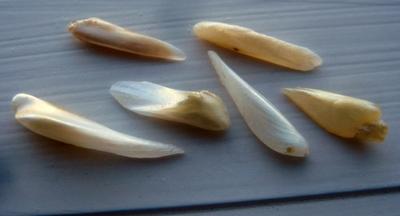 6 Natural Spike Pearls from USA