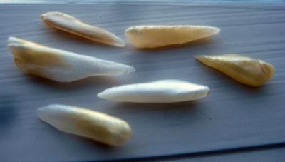 6 Natural Spike Pearls from USA