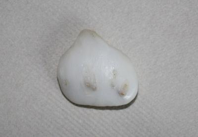 65 carat Clam Pearl