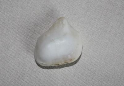 65 carat Clam Pearl