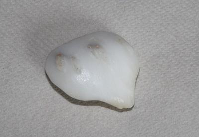 65 carat Clam Pearl