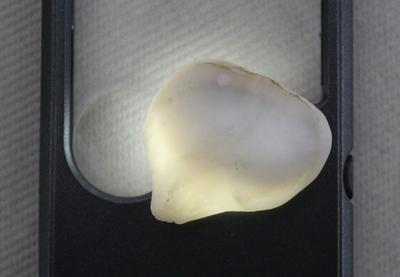 65 carat Clam Pearl