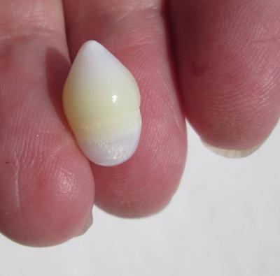 7 carat Clam Pearl with Flame Yellow and White 14mm